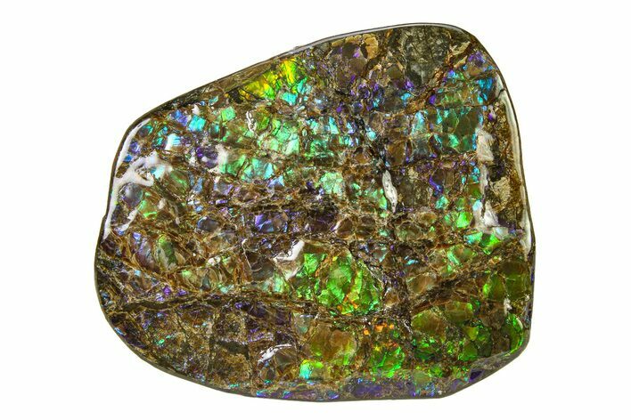 Flashy Ammolite (Fossil Ammonite Shell) - Greens & Purples #336340